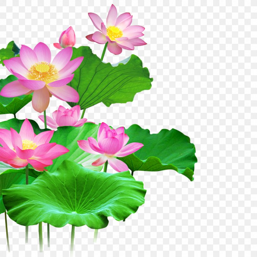 Sacred Lotus Clip Art Image Vector Graphics, PNG, 1024x1024px, Sacred Lotus, Annual Plant, Aquatic Plant, Drawing, Egyptian Lotus Download Free