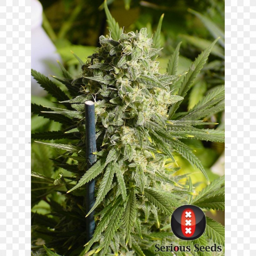 Seed Bank Dutch People Cannabis Double Dutch, PNG, 1000x1000px, Seed Bank, Alchimia Grow Shop, Autoflowering Cannabis, Cannabis, Cannabis Sativa Download Free