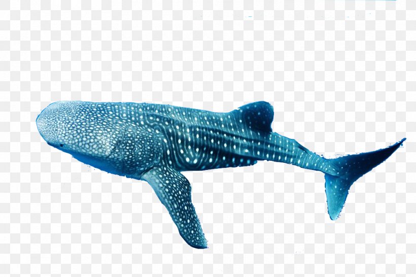 Whale Shark Shark Facts Remora Dolphin, PNG, 990x660px, Shark, Animal Figure, Biology, Carnivore, Cartilaginous Fish Download Free