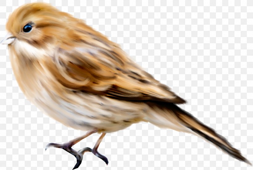Sparrow Chart