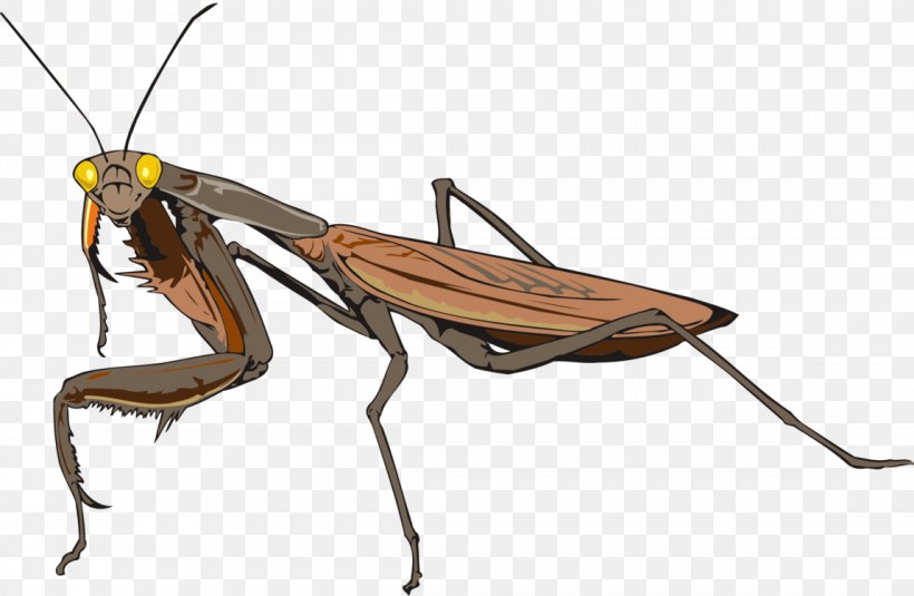 Insect Cockroach European Mantis Clip Art Image, PNG, 1148x750px, Insect, Arthropod, Cockroach, Drawing, European Mantis Download Free