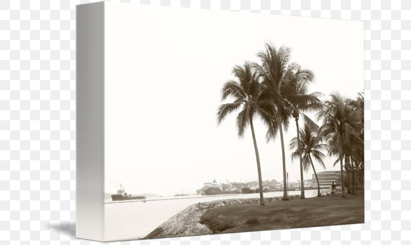 Palm Trees Property Sky Plc, PNG, 650x489px, Palm Trees, Arecales, Black And White, Palm Tree, Property Download Free