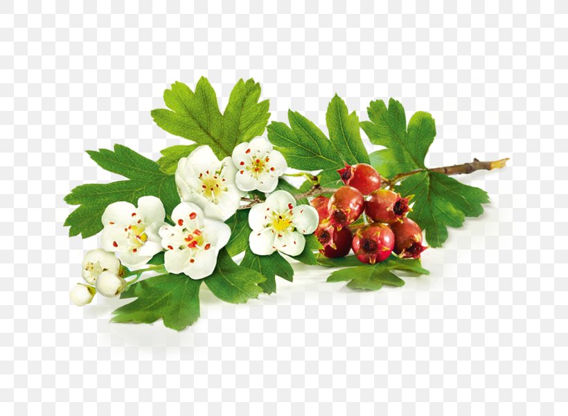 Bad Heilbrunner Naturheilmittel GmbH & Co. KG Tea Hawthorn Circulatory System, PNG, 690x600px, Bad Heilbrunn, Blood Vessel, Blossom, Circulatory System, Extract Download Free