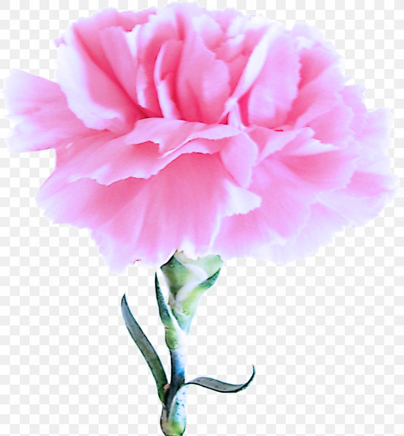 Pink Petal Flower Carnation Flowering Plant, PNG, 1738x1874px, Pink, Carnation, Chinese Peony, Common Peony, Cut Flowers Download Free