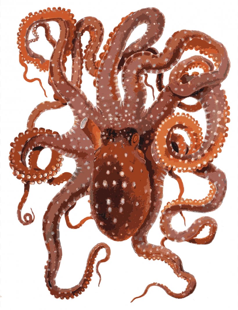 Callistoctopus Macropus Clip Art, PNG, 1839x2400px, Octopus, Callistoctopus Macropus, Cephalopod, Invertebrate, Marine Invertebrates Download Free