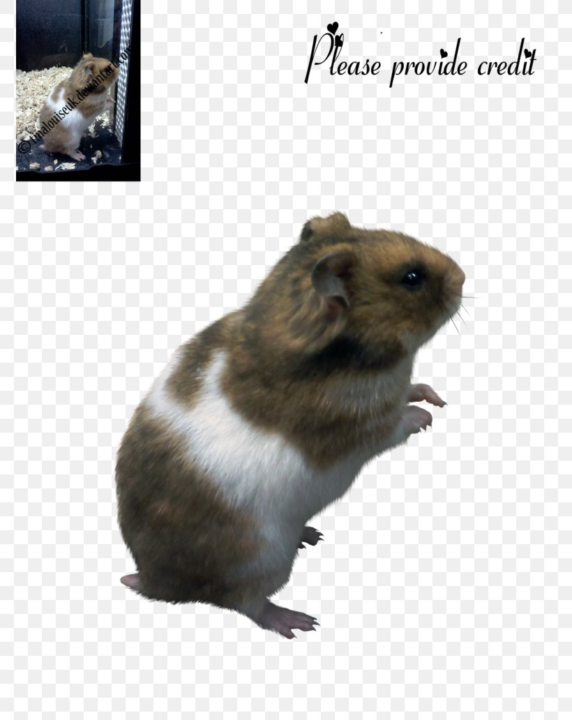 Hamster Rodent Gerbil Mouse Rat, PNG, 774x1032px, Hamster, Animal, Deviantart, Fauna, Gerbil Download Free