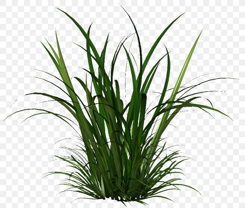 Herbaceous Plant Seed Cymbopogon Citratus, PNG, 801x697px, Herbaceous Plant, Aquarium Decor, Child, Chrysopogon Zizanioides, Commodity Download Free