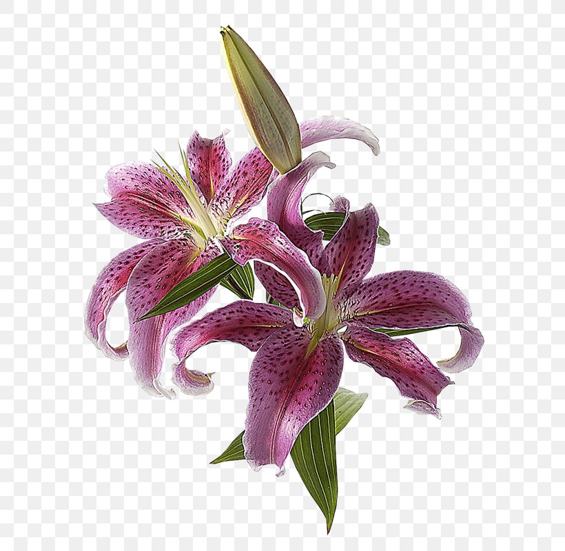Lilium 'Stargazer' Cut Flowers Easter Lily Bulb, PNG, 587x800px, Lilium Stargazer, Bud, Bulb, Color, Cut Flowers Download Free