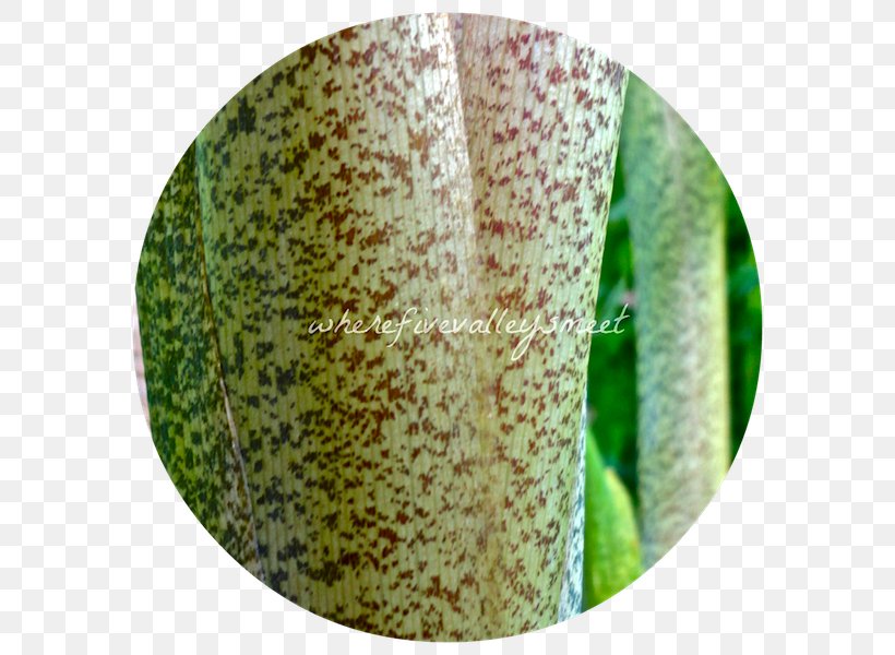 Plant Pathology, PNG, 600x600px, Plant Pathology, Grass, Organism, Pathology Download Free