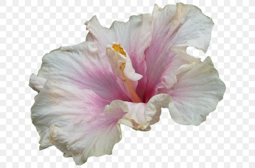 Shoeblackplant Hibiscus Tea Rosemallows Image, PNG, 650x539px, Shoeblackplant, Cut Flowers, Digital Image, Flower, Flowering Plant Download Free