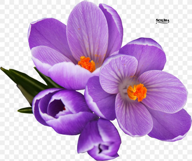 Crocus Clip Art Vector Graphics Image, PNG, 1385x1163px, Crocus, Flower, Flowering Plant, Iris Family, Painting Download Free