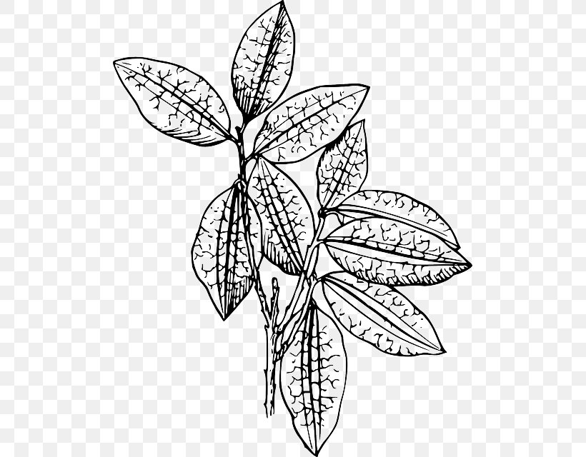Drawing Plant Clip Art, PNG, 503x640px, Drawing, Artwork, Black And White, Branch, Butterfly Download Free