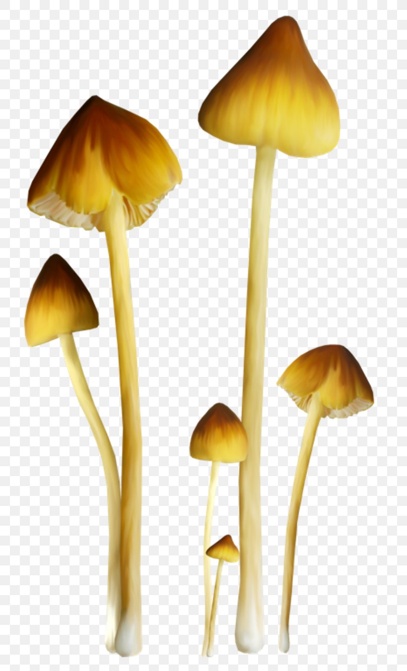 Fungus Mushroom Amanita Muscaria Clip Art, PNG, 800x1353px, Fungus, Amanita, Amanita Muscaria, Digital Image, Drawing Download Free