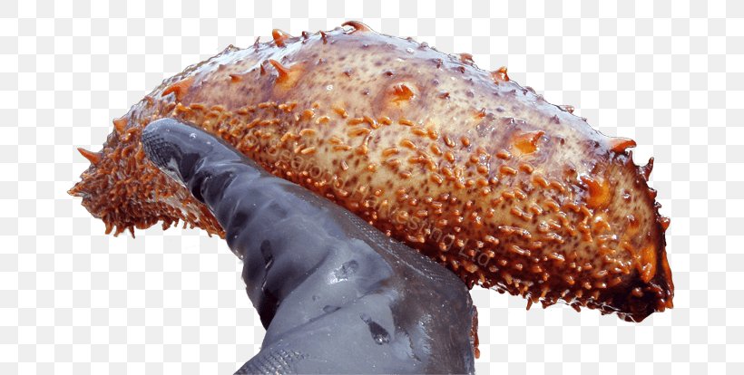 Sea Cucumber As Food Street Food Fast Food Seafood, PNG, 753x414px, Sea Cucumber As Food, Animal Source Foods, Bizarre Foods With Andrew Zimmern, Cucumber, Fast Food Download Free