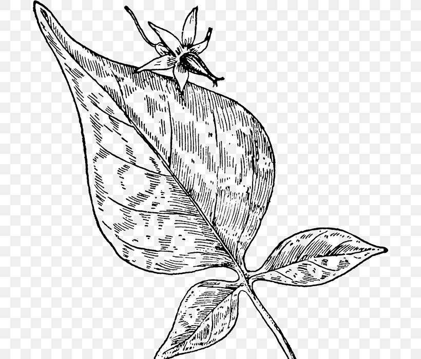 Bittersweet Belladonna Black Nightshade Plant Clip Art, PNG, 700x700px, Bittersweet, Artwork, Atropa, Belladonna, Black And White Download Free