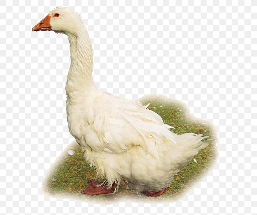Domestic Goose Duck Cygnini Chicken Bird, PNG, 640x685px, Domestic Goose, Animal, Beak, Bird, Chicken Download Free