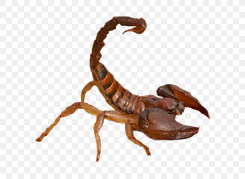 Scorpion Clip Art Transparency Desktop Wallpaper, PNG, 600x600px, Scorpion, Animal Figure, Arachnid, Arthropod, Insect Download Free