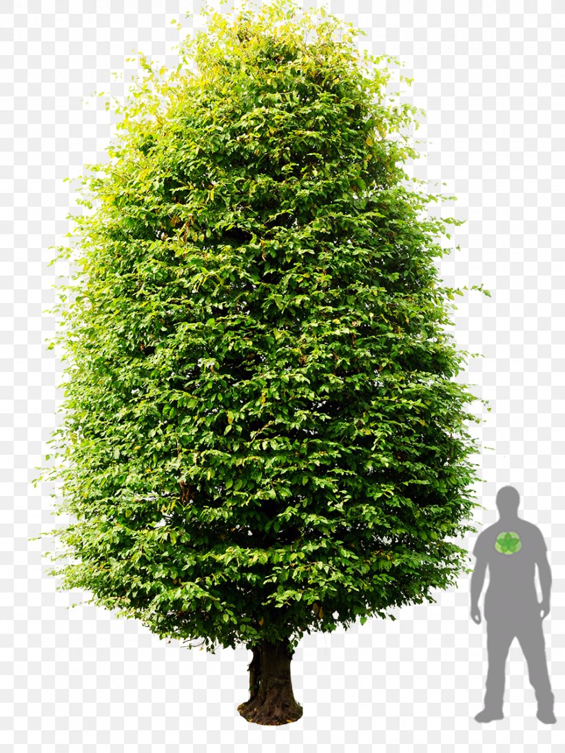 Carpinus Betulus Tree Plant English Yew Shrub, PNG, 900x1200px, Carpinus Betulus, Biome, Christmas Tree, Conifer, Conifers Download Free