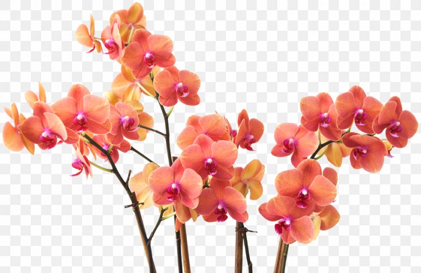 Cut Flowers Moth Orchids Floral Design Floristry, PNG, 960x624px, Flower, Blossom, Branch, Cut Flowers, Flora Download Free
