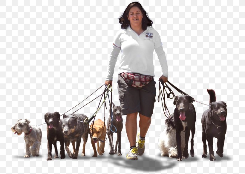 Dog Breed Akita Dog Walking Pet Leash, PNG, 750x584px, Dog Breed, Akita, Animal Training, Breed, Canine Tooth Download Free