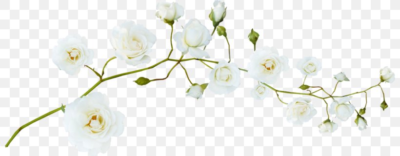 Flower White Green, PNG, 800x320px, Flower, Artificial Flower, Bit, Blossom, Branch Download Free