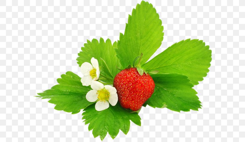 Green Leaf Background, PNG, 600x475px, Strawberry, Accessory Fruit, Alpine Strawberry, Berries, Berry Download Free