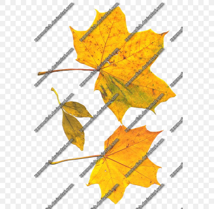Maple Leaf Symmetry Line Angle, PNG, 581x800px, Maple Leaf, Branch, Branching, Flowering Plant, Leaf Download Free