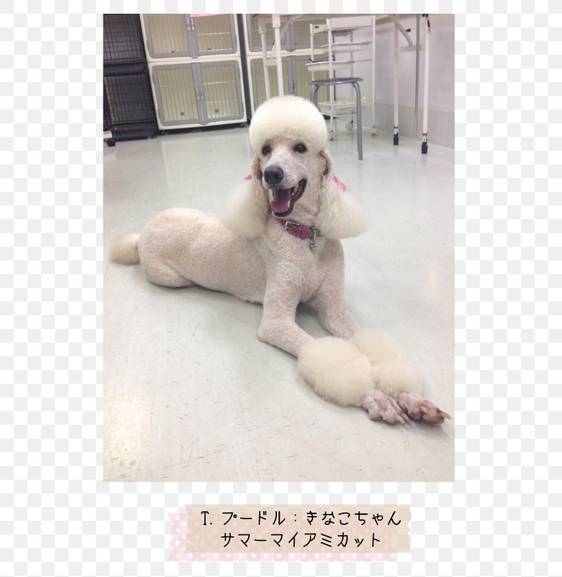Standard Poodle Miniature Poodle Toy Poodle Puppy, PNG, 595x842px, Standard Poodle, Breed, Carnivoran, Companion Dog, Crossbreed Download Free