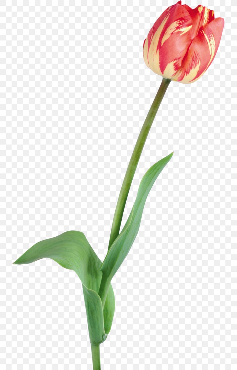 Tulip Flower Clip Art, PNG, 736x1280px, Tulip, Animation, Bud, Cut Flowers, Flower Download Free