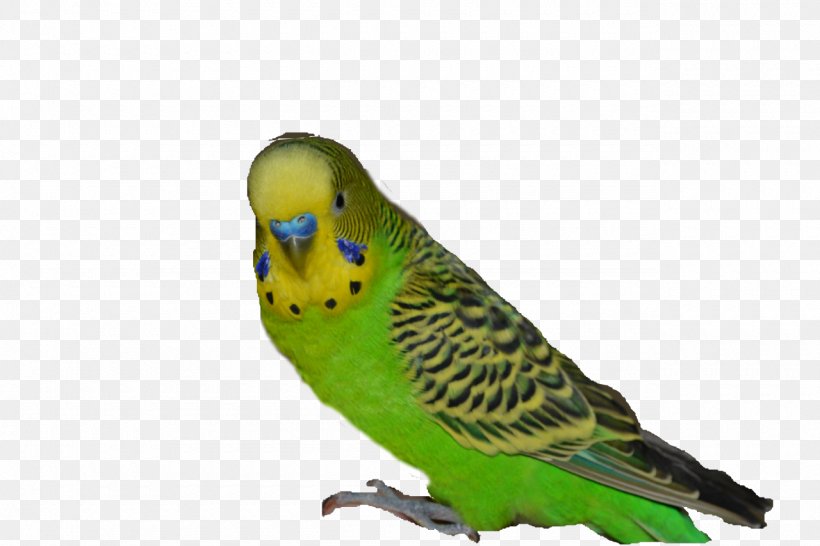 Budgerigar Parakeet Bird, PNG, 1280x853px, Budgerigar, Animaatio, Beak, Bird, Cat Download Free