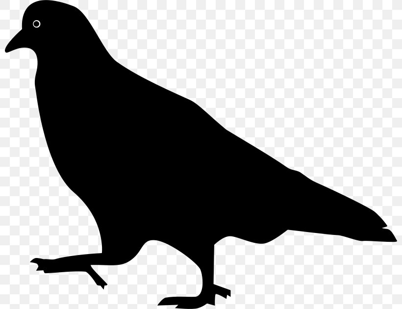 Domestic Pigeon Columbidae Bird Squab, PNG, 800x630px, Domestic Pigeon, Beak, Bird, Bird Flight, Black And White Download Free