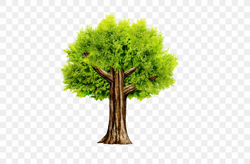 Tree Icon, PNG, 5000x3286px, Tree, Flowerpot, Grass, Green, High Definition Television Download Free