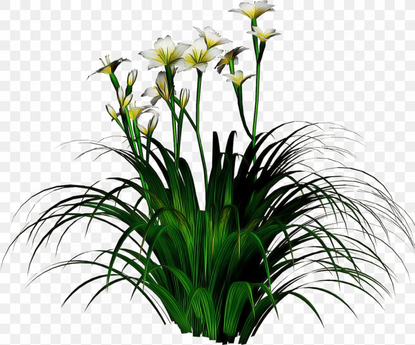 Flower Plant Grass Houseplant Grass Family, PNG, 1200x999px, Flower, Cut Flowers, Flowerpot, Grass, Grass Family Download Free