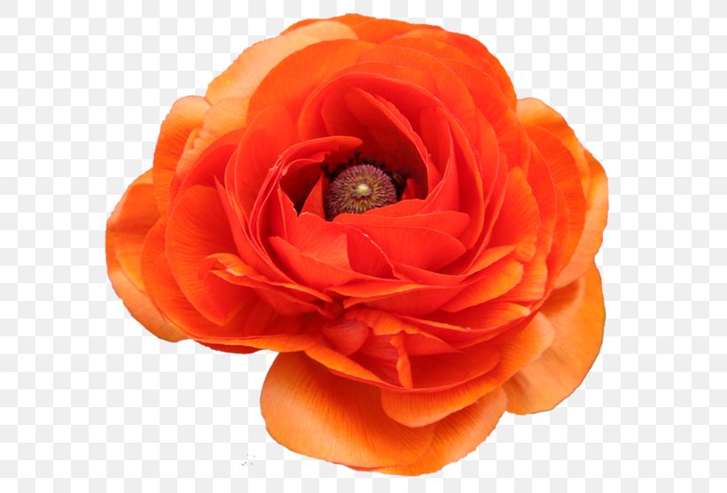 Garden Roses PhotoFiltre PaintShop Pro Pink Color, PNG, 600x557px, Garden Roses, Color, Cut Flowers, Flower, Free Download Free