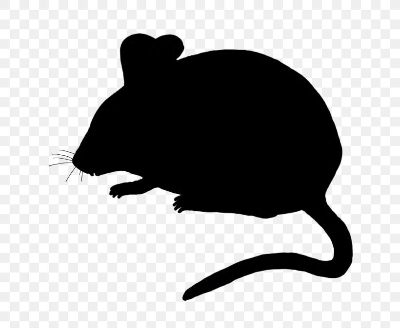 Rat Muridae Pest Mouse Muroidea, PNG, 650x674px, Rat, Mouse, Muridae, Muroidea, Pest Download Free