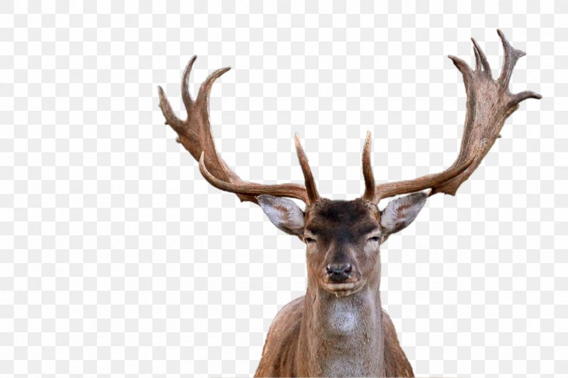 Red Deer Elk Antler, PNG, 1280x853px, Deer, Antler, Elk, Eventoed Ungulate, Fallow Deer Download Free
