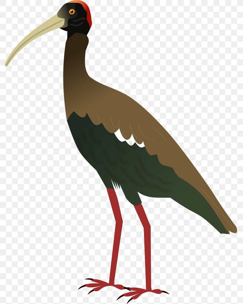 White Stork Bird Hadada Ibis Crane, PNG, 788x1024px, White Stork, Angry Birds, Beak, Bird, Black Stork Download Free