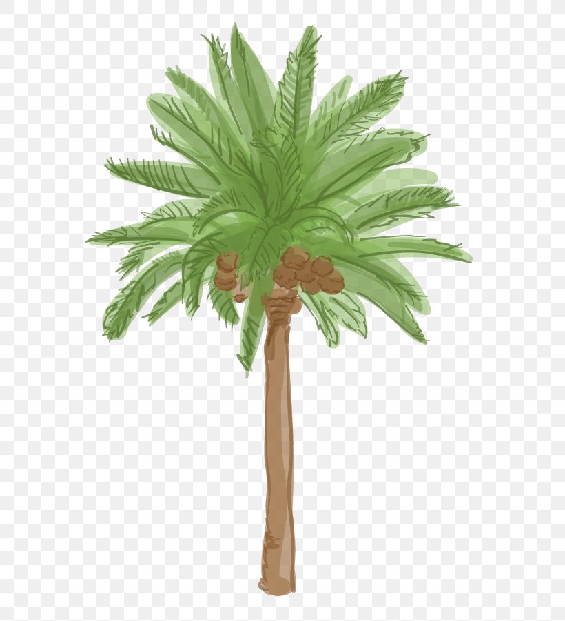 Arecaceae Tree Date Palm Plant Roystonea Regia, PNG, 601x901px, Arecaceae, Arecales, Asian Palmyra Palm, Borassus Flabellifer, Coconut Download Free