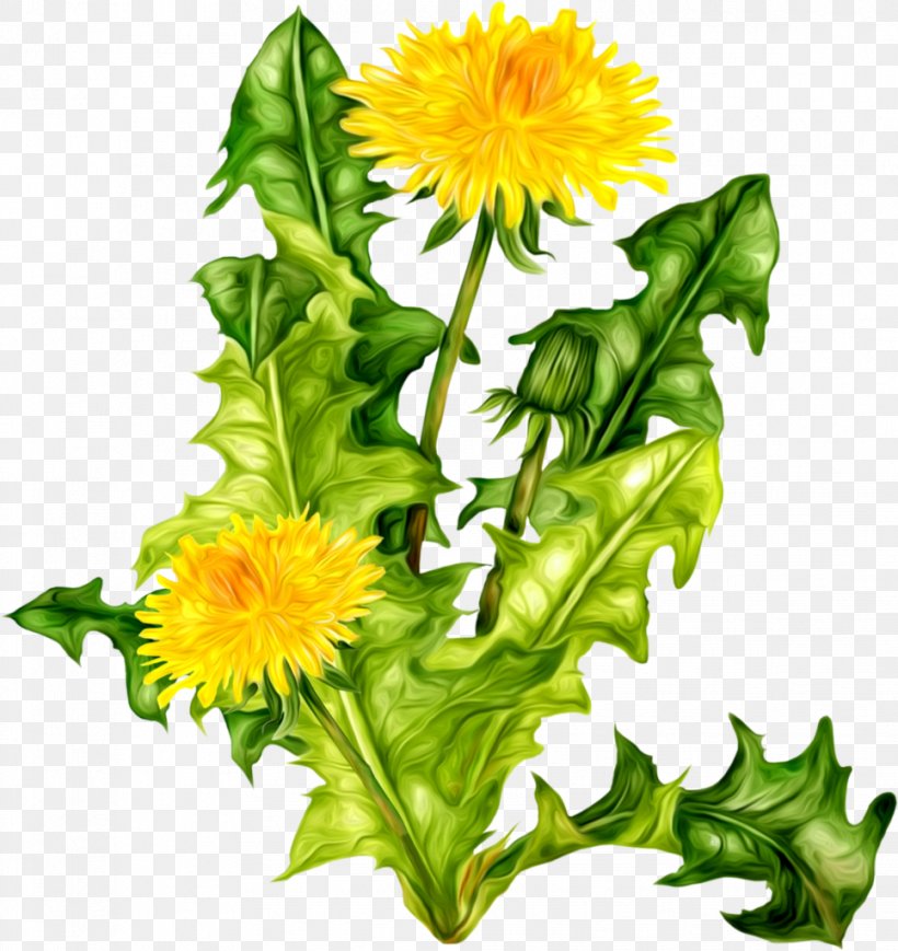 Common Dandelion Clover Icon, PNG, 966x1024px, Common Dandelion, Annual Plant, Cut Flowers, Daisy Family, Dandelion Download Free