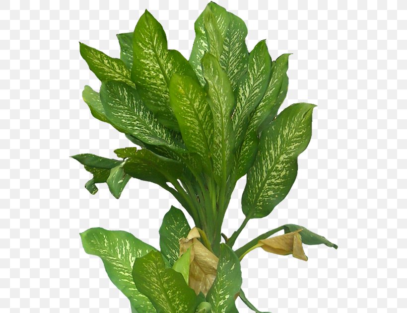 Drawing Plant, PNG, 556x630px, Drawing, Architecture, Herb, Leaf, Leaf Vegetable Download Free