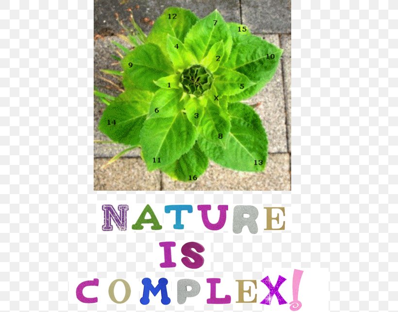 Fibonacci Number Mathematician Sequence Mathematics, PNG, 535x643px, Fibonacci Number, Annual Plant, Common Sunflower, Conifer Cone, Fibonacci Download Free