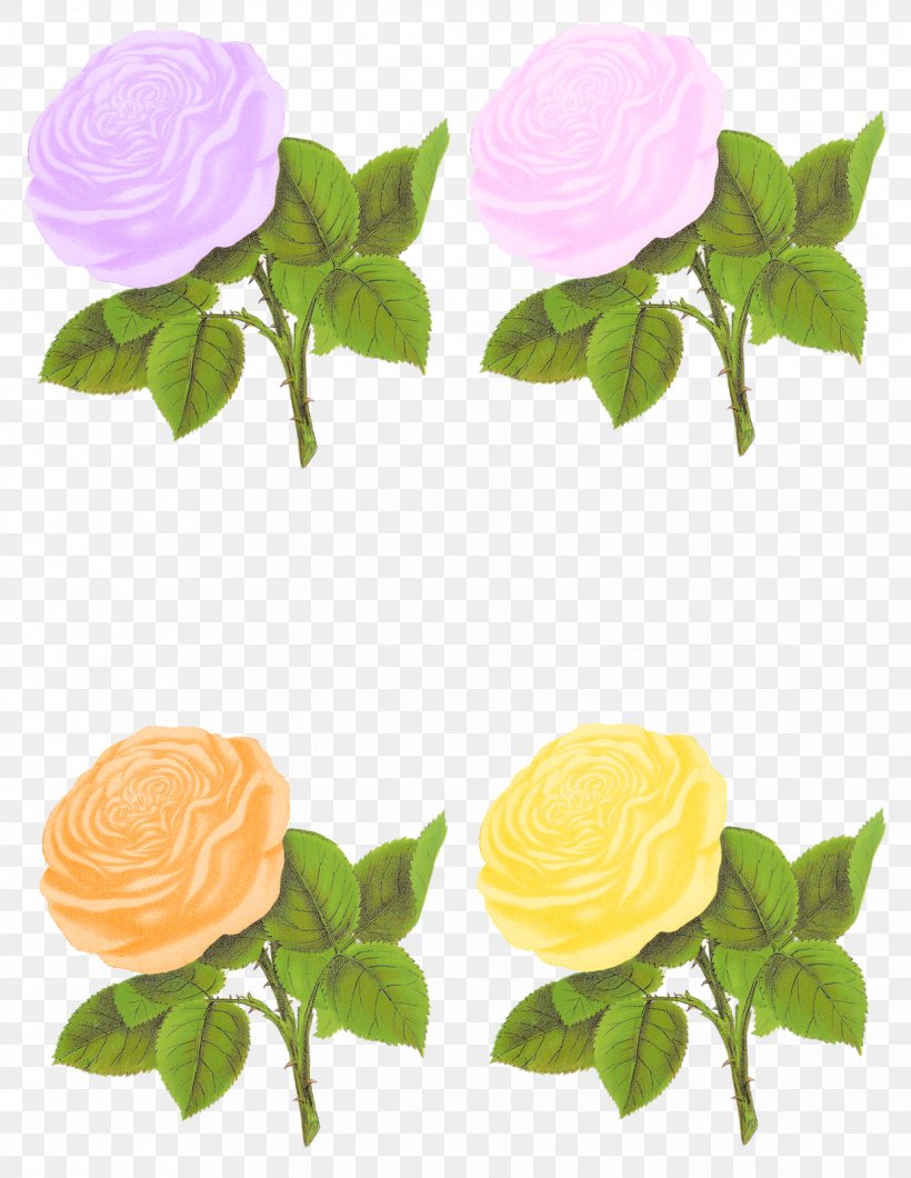 Flower Rose Clip Art, PNG, 1237x1600px, Flower, Art, Collage, Craft, Garden Roses Download Free