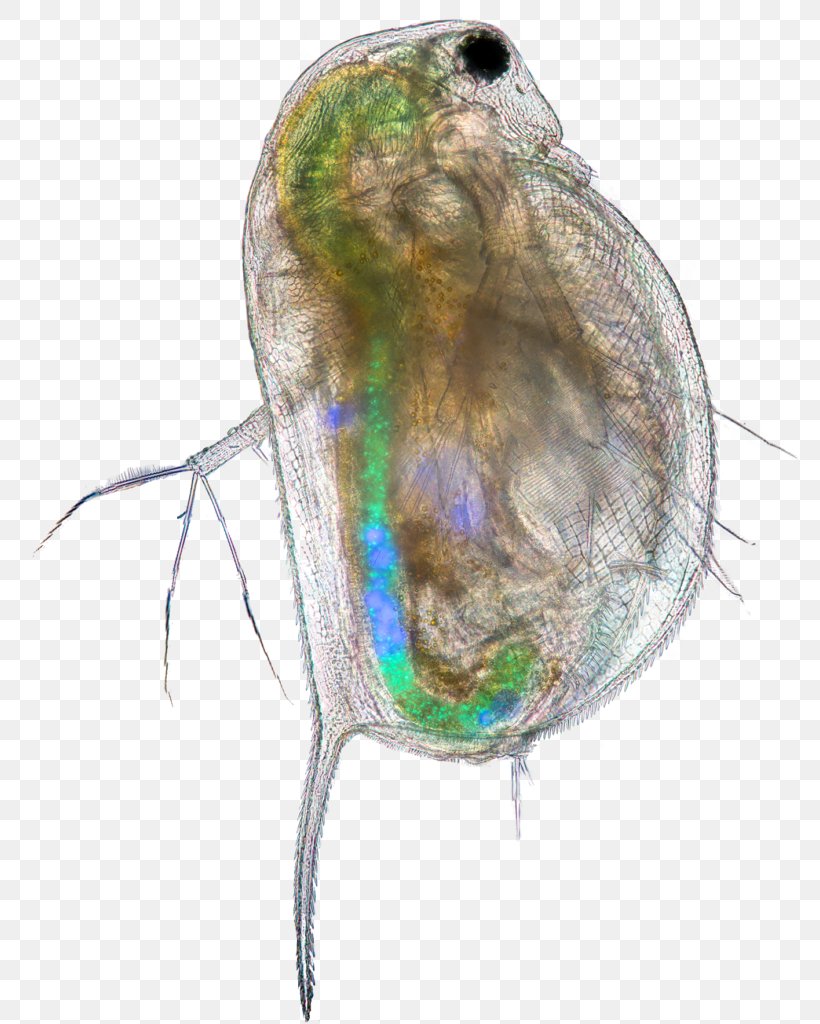 Insect Common Water Fleas Microplastics Science PLOS One, PNG, 782x1024px, Insect, Common Water Fleas, Invertebrate, Microplastics, Organism Download Free