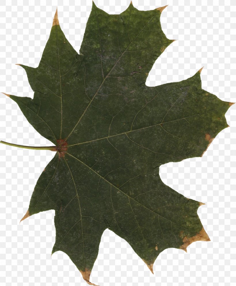 Maple Leaf, PNG, 991x1200px, Leaf, Autumn Leaf Color, Fireflies, Grape Leaves, Image Scanner Download Free