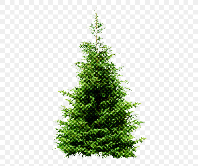 Tree Shortleaf Black Spruce Balsam Fir Yellow Fir White Pine, PNG, 410x687px, Tree, Balsam Fir, Canadian Fir, Lodgepole Pine, Oregon Pine Download Free