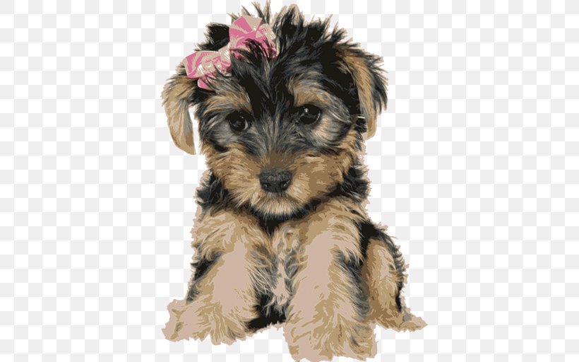 Yorkshire Terrier Miniature Schnauzer Australian Silky Terrier Welsh Terrier Schnoodle, PNG, 512x512px, Yorkshire Terrier, Australian Silky Terrier, Biewer Terrier, Black And Tan Terrier, Breed Download Free