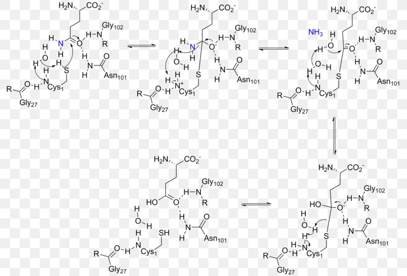 Amidophosphoribosyltransferase Glutamine Amidotransferase Glutaminase Phosphoribosyl Pyrophosphate Purine Metabolism, PNG, 800x556px, Amidophosphoribosyltransferase, Active Site, Area, Catalysis, Chemical Reaction Download Free