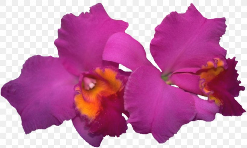 Cattleya Labiata Moth Orchids Blog Diary, PNG, 1155x692px, Cattleya Labiata, Alejate, Autumn Leaves, Blog, Cattleya Download Free