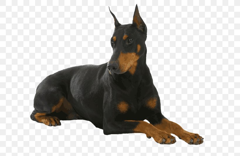 Dobermann German Pinscher Miniature Pinscher Puppy Miniature Schnauzer, PNG, 750x531px, Dobermann, Breed, Carnivoran, Coat, Dog Download Free