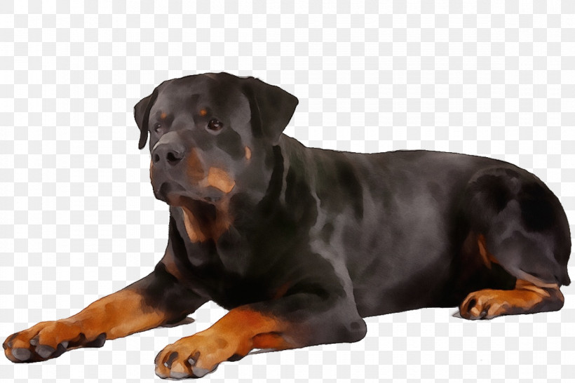 Dog Rottweiler Snout Companion Dog Molosser, PNG, 1170x780px, Watercolor, Companion Dog, Dog, Molosser, Paint Download Free
